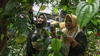 Ibu-ibu di Tangerang Ini Sulap Daun Sirih Jadi Minuman Herbal