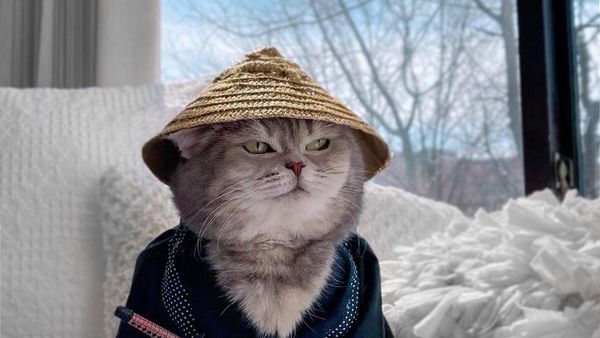 Gemasnya Benson, Kucing yang Selalu Sadar Kamera