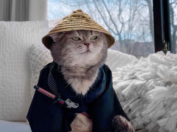 Gemasnya Benson, Kucing yang Selalu Sadar Kamera