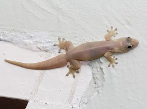 Benarkah Kotoran Cicak Najis? Begini Hukumnya dan Cara Membersihkannya Benarkah Kotoran Cicak Najis? Begini Hukumnya dan Cara Membersihkannya