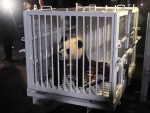 Pengakuan Pilot Bawa 2 Panda dari China: Satu Introvert, Satu Lagi Energik