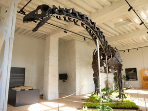 Fosil Apatosaurus Terbesar dan Terlengkap Ini Bakal Dilelang