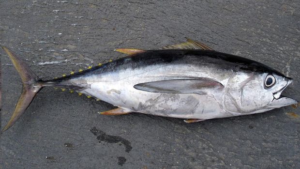 ikan tuna mata besar (thunnus obesus)