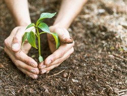 Hukum Menanam Pohon di Makam, Boleh atau Tidak dalam Islam?