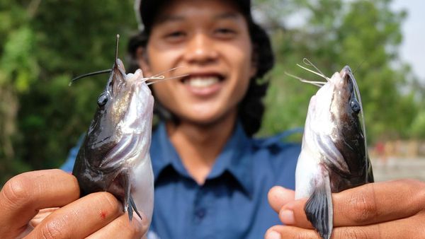 Pernah Lihat Ikan Beong? Begini Proses Panennya