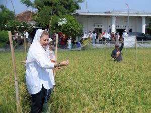 Walkot Semarang Tinjau Perkembangan Padi Varietas Biosalin di Mangunharjo