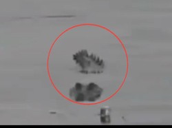 Heboh Buaya Muncul di Perairan Parepare Jadi Tontonan, Sempat Dikira Kayu