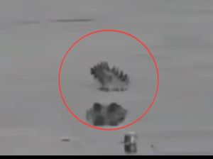 Heboh Buaya Muncul di Perairan Parepare Jadi Tontonan, Sempat Dikira Kayu Heboh Buaya Muncul di Perairan Parepare Jadi Tontonan, Sempat Dikira Kayu