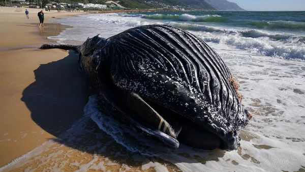 Penampakan Paus Bungkuk Mati Terdampar di Afrika Selatan