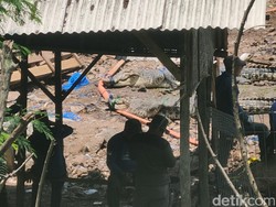 Akhir dari Kehebohan Penangkaran 80 Buaya Jebol di Cianjur
