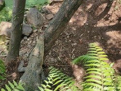 Buaya di Penangkaran Cianjur yang Jebol Dipindahkan ke Sumsel