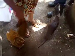 Berang-berang Kabur hingga Lukai Warga di Halim, Damkar Evakuasi