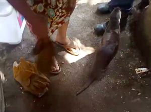 Berang-berang Kabur hingga Lukai Warga di Halim, Damkar Evakuasi Berang-berang Kabur hingga Lukai Warga di Halim, Damkar Evakuasi