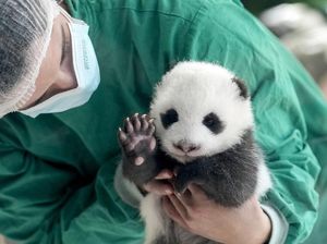 Si Gemas Bayi Panda Siap Sapa Pengunjung Kebun Binatang Berlin Si Gemas Bayi Panda Siap Sapa Pengunjung Kebun Binatang Berlin