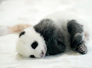 Panda Purba Hidup di Eropa Sebelum Migrasi ke China, Pemakan Daging Bukan Bambu Panda Purba Hidup di Eropa Sebelum Migrasi ke China, Pemakan Daging Bukan Bambu