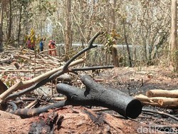 Hutan Jati 3 Hektare di Kokap Kulon Progo Terbakar