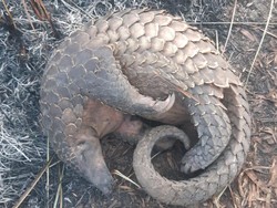 Penampakan Trenggiling Mati Akibat Kebakaran TN Way Kambas