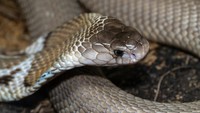 Marak King Cobra Masuk Rumah di Ciamis, Ini Tips Animal Lovers