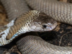 Marak King Cobra Masuk Rumah di Ciamis, Ini Tips Animal Lovers