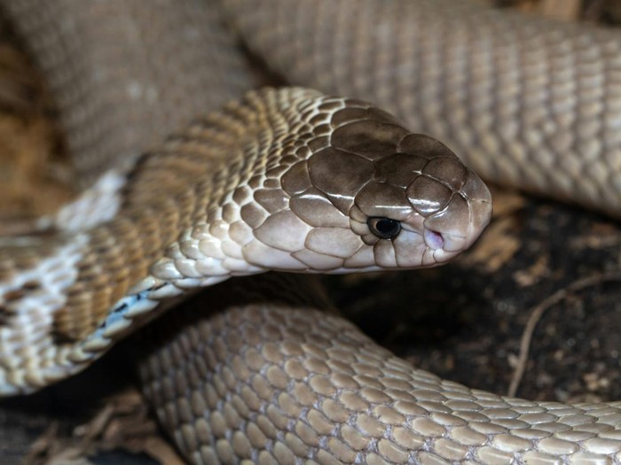 Ular king cobra atau ular kobra raja