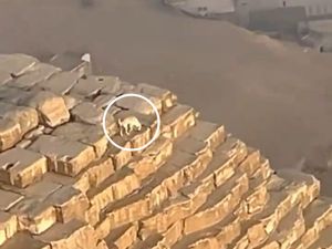 Heboh Anjing di Atas Piramida, Sempat Dikira Anubis Heboh Anjing di Atas Piramida, Sempat Dikira Anubis