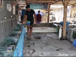 Budidaya Ikan Koi Bawa Hoki, Warga Lumajang Cuan Puluhan Juta Per Bulan