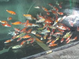 Pemuda Lumajang Ini Cuan Puluhan Juta dari Budi Daya Ikan Koi