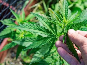 20 Ton Ganja Sitaan Dibakar, 25 Ribu Warga Turki Teler Hirup Asapnya 20 Ton Ganja Sitaan Dibakar, 25 Ribu Warga Turki Teler Hirup Asapnya