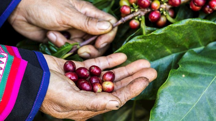 Ini Daftar 3 Biji Kopi Terbaik di Asia, Indonesia Peringkat Satu! Ini Daftar 3 Biji Kopi Terbaik di Asia, Indonesia Peringkat Satu!