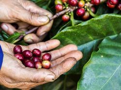 4 Fakta Kopi Ciwidey, Karakter Rasanya Unik Harganya Selangit