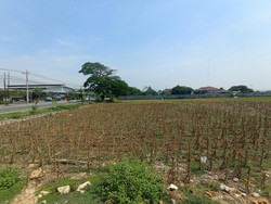 Melihat Lokasi yang Bakal Dibangun Kampus UNY di Blora Mulai Tahun Ini