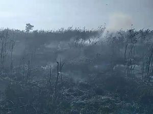 Sore Ini, Taman Nasional Way Kambas Kembali Terbakar Sore Ini, Taman Nasional Way Kambas Kembali Terbakar