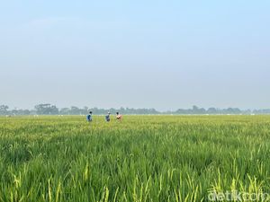Lewat Mitra Tani, Bulog Mengantar Kebaikan sampai ke Petani Lewat Mitra Tani, Bulog Mengantar Kebaikan sampai ke Petani