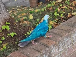 Kemunculan Merpati Biru yang Picu Perdebatan