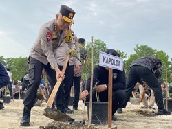 Lahan Eks Tambang Timah di Babel Ditanami Ribuan Bibit Pohon