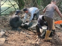 51 Buaya Dievakuasi dari Penangkaran Jebol Cianjur, 5 Mati