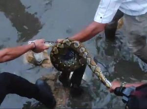 Ular Piton 4 Meter Muncul di Tanggul Mamuju, Warga Ramai-ramai Tangkap Ular Piton 4 Meter Muncul di Tanggul Mamuju, Warga Ramai-ramai Tangkap