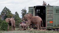Kenya Mulai Misi Penting Relokasi Puluhan Gajah, Begini Potretnya
