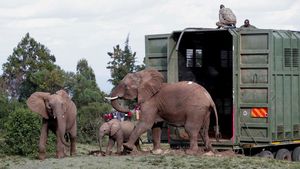 Kenya Mulai Misi Penting Relokasi Puluhan Gajah, Begini Potretnya