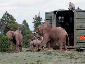 Kenya Mulai Misi Penting Relokasi Puluhan Gajah, Begini Potretnya Kenya Mulai Misi Penting Relokasi Puluhan Gajah, Begini Potretnya