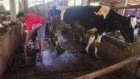 Keren! Warga Lereng Merapi Ubah Kotoran Sapi Jadi Biogas
