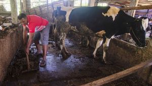 Keren! Warga Lereng Merapi Ubah Kotoran Sapi Jadi Biogas