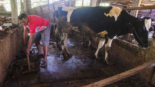 Keren! Warga Lereng Merapi Ubah Kotoran Sapi Jadi Biogas