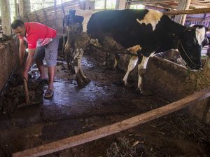 Keren! Warga Lereng Merapi Ubah Kotoran Sapi Jadi Biogas Keren! Warga Lereng Merapi Ubah Kotoran Sapi Jadi Biogas