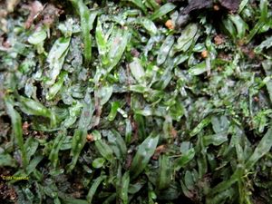 Lumut-lumut Menarik di Kawasan Wikasatrian