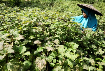 Aroma Harta Karun: Minyak Atsiri Meroket Rp 2,2 Juta/Kg, Tanaman Ajaib yang Menggiurkan