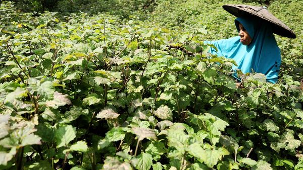 Minyak Atsiri Tembus Rp 2,2 Juta/Kg, Tanaman Ini Banyak Dibudidayakan