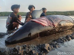 Paus Pilot Terdampar di Pantai Permata Pilang Probolinggo