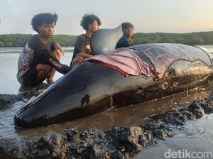 Paus Pilot Terdampar di Pantai Permata Pilang Probolinggo Paus Pilot Terdampar di Pantai Permata Pilang Probolinggo