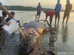 Paus Pilot Terdampar di Pantai Probolinggo Berhasil Dikembalikan ke Laut